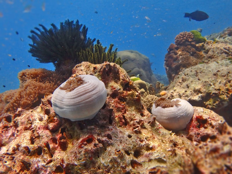 Anemon Reef
